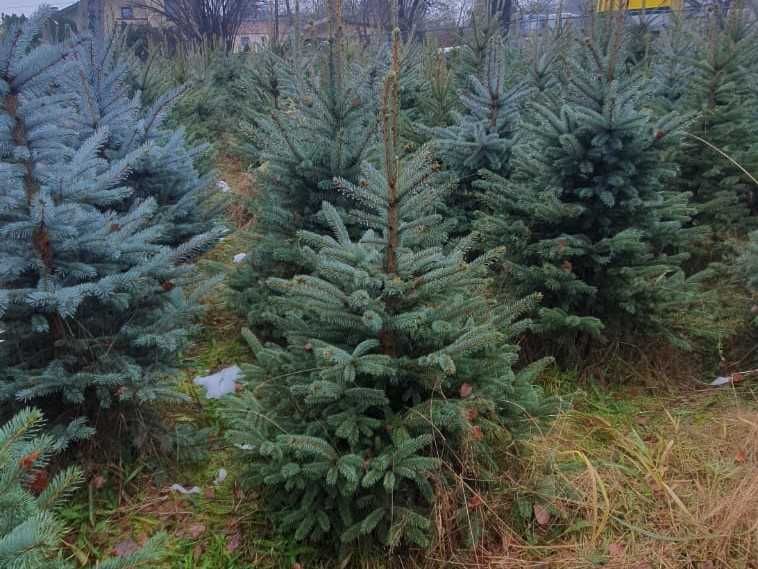 Choinka choinki świerk pospolity i srebrny jodła kaukaska