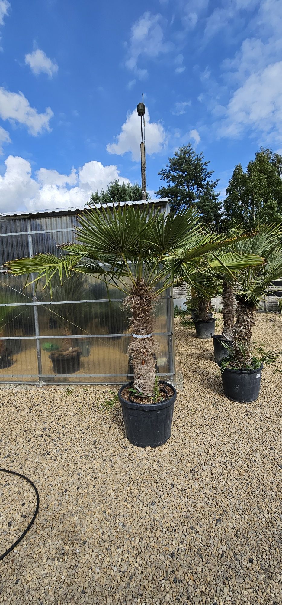 Trachycarpus Fortunei Palma mrozoodporna palmy yucca