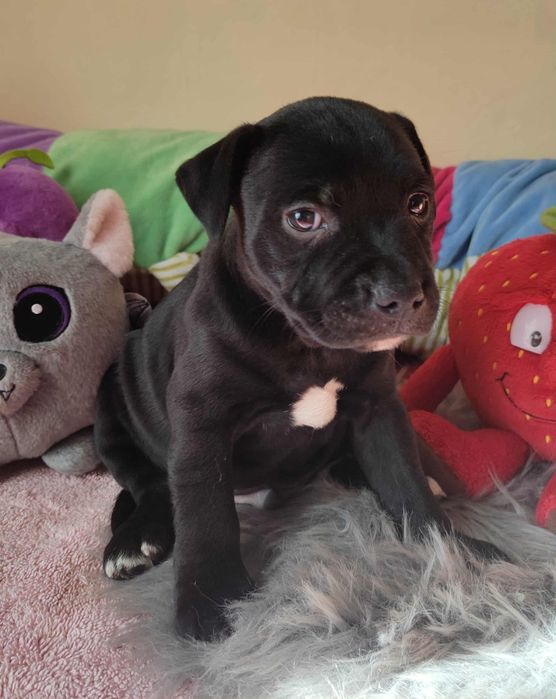 Staffordshire Bull Terrier Staffik piesek