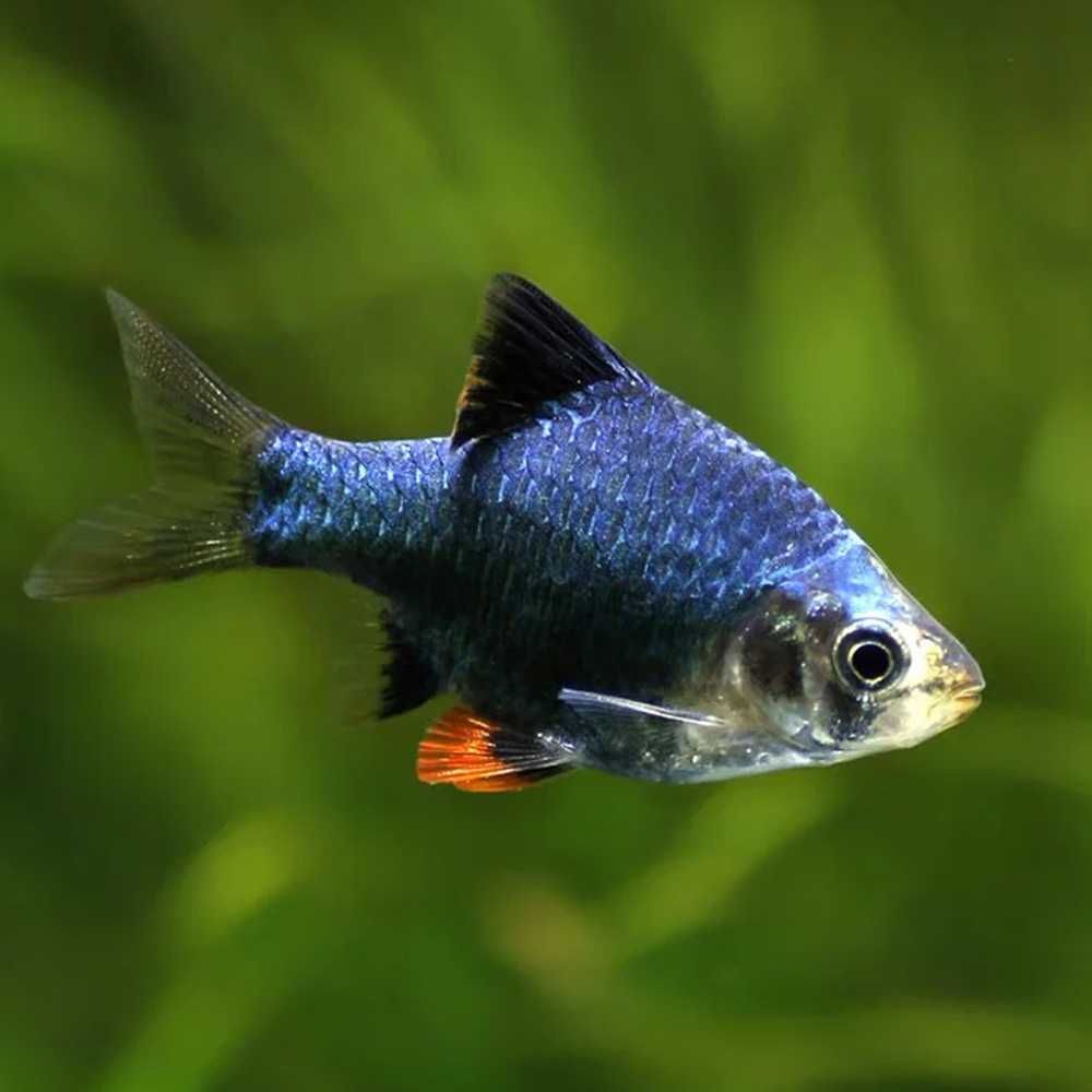 Brzanka mszysta - Brzanka sumatrzańska zielona - Puntius Tetrazona
