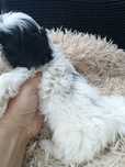 Shihtzu dziewczynka