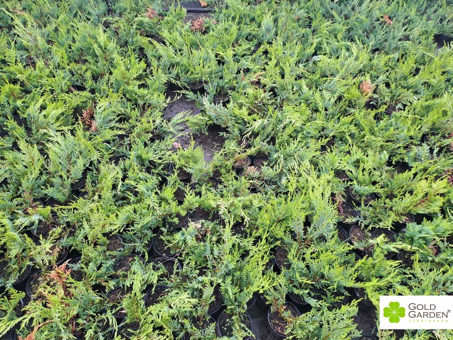 Cedro Leyland disponíveis! Sebe / Vedação / Jardim / Plantas / Árvores