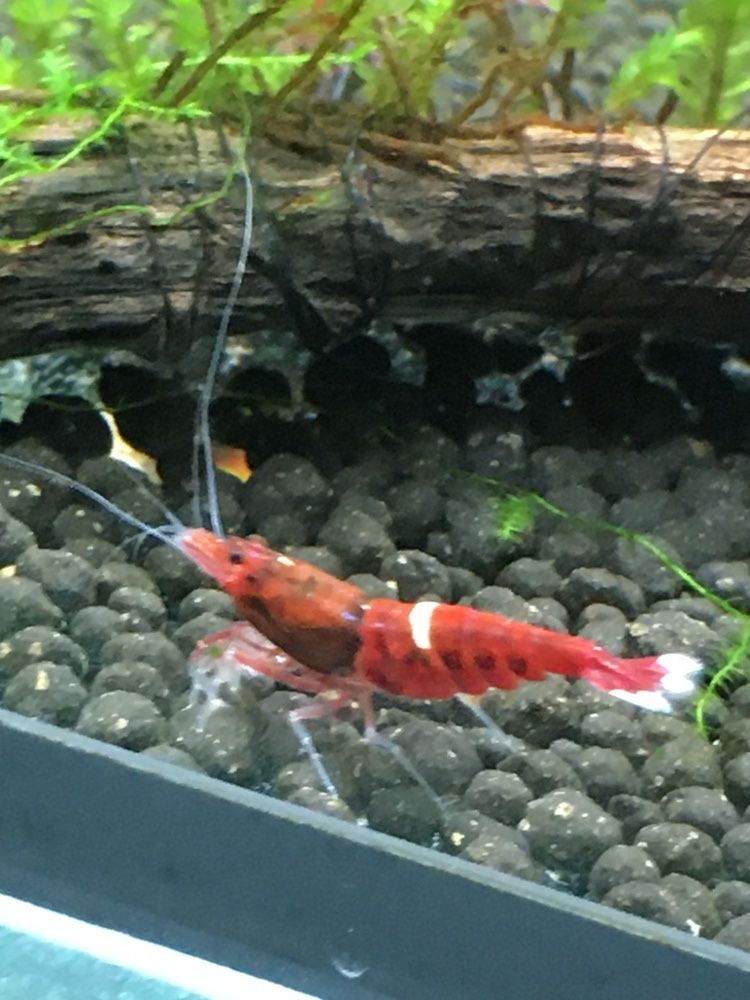 Krewetkicaridina red ruby