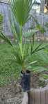 Palmeira Dragon Palm Trachycarpus fortunei
