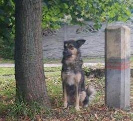 Pilnie! Śpi na ulicy! Nieduży piesek pilnie szuka ratunku