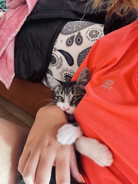 Pet sitting, Dog waling e muito mais :)