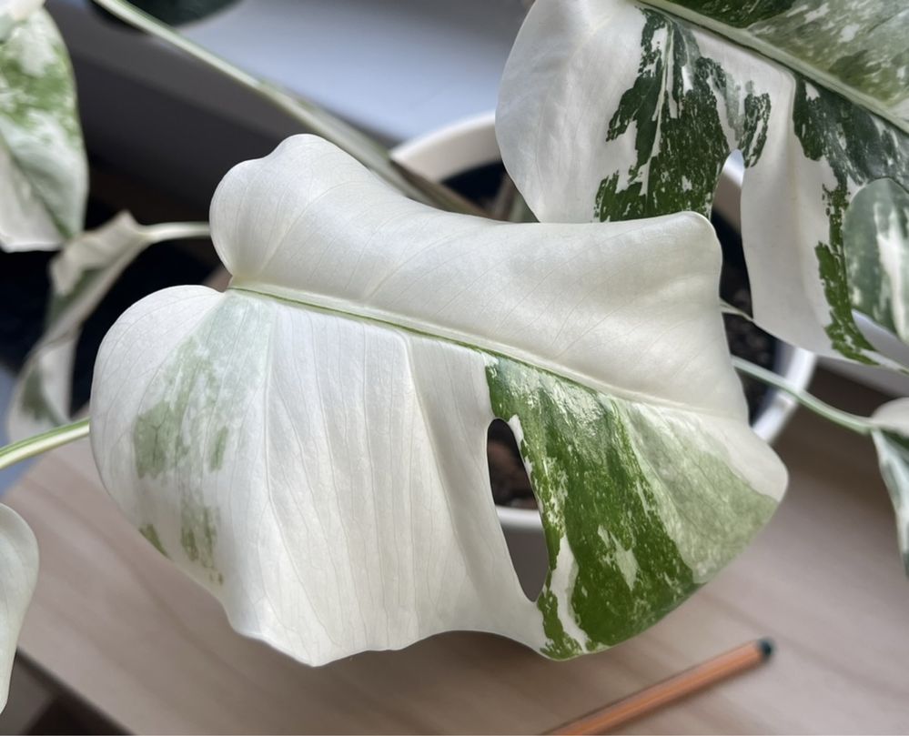 Monstera Variegata - sadzonka nr 2