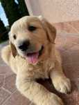 Piesek - Golden Retriever