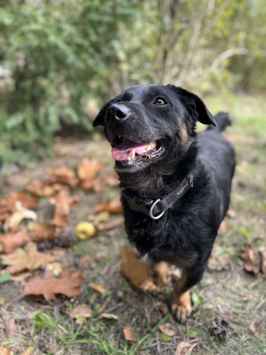 Piesek samiec do adopcji