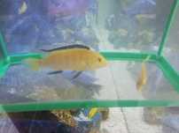 Pyszczak yellow samiec 10cm