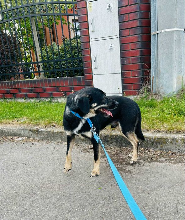 Wyjątkowy Jager w wieku 3 lat szuka domu
