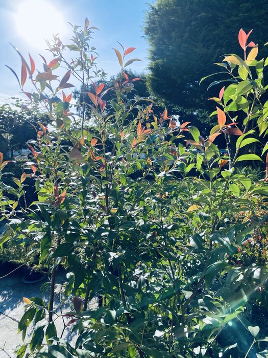 Eugenias vaso 4L 1,5/2m ULTIMAS 40 unidades