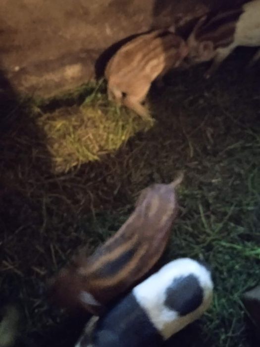 Вєтнамські поросята