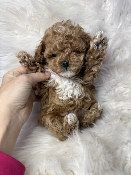 Красиві міні цуцики