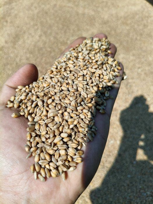 Pszenica ze żniw 2025-po centrali