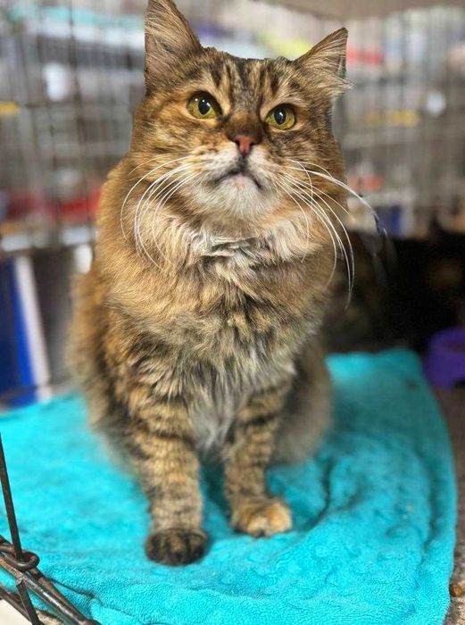 Симпатична пухнаста Марфуша шукає дім! кішка кіт кошеня