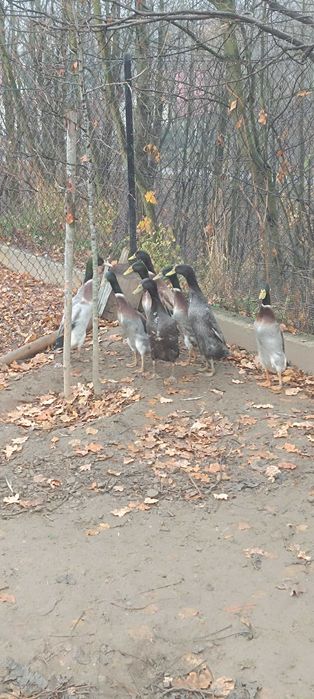 Zamienię kaczki bieguski