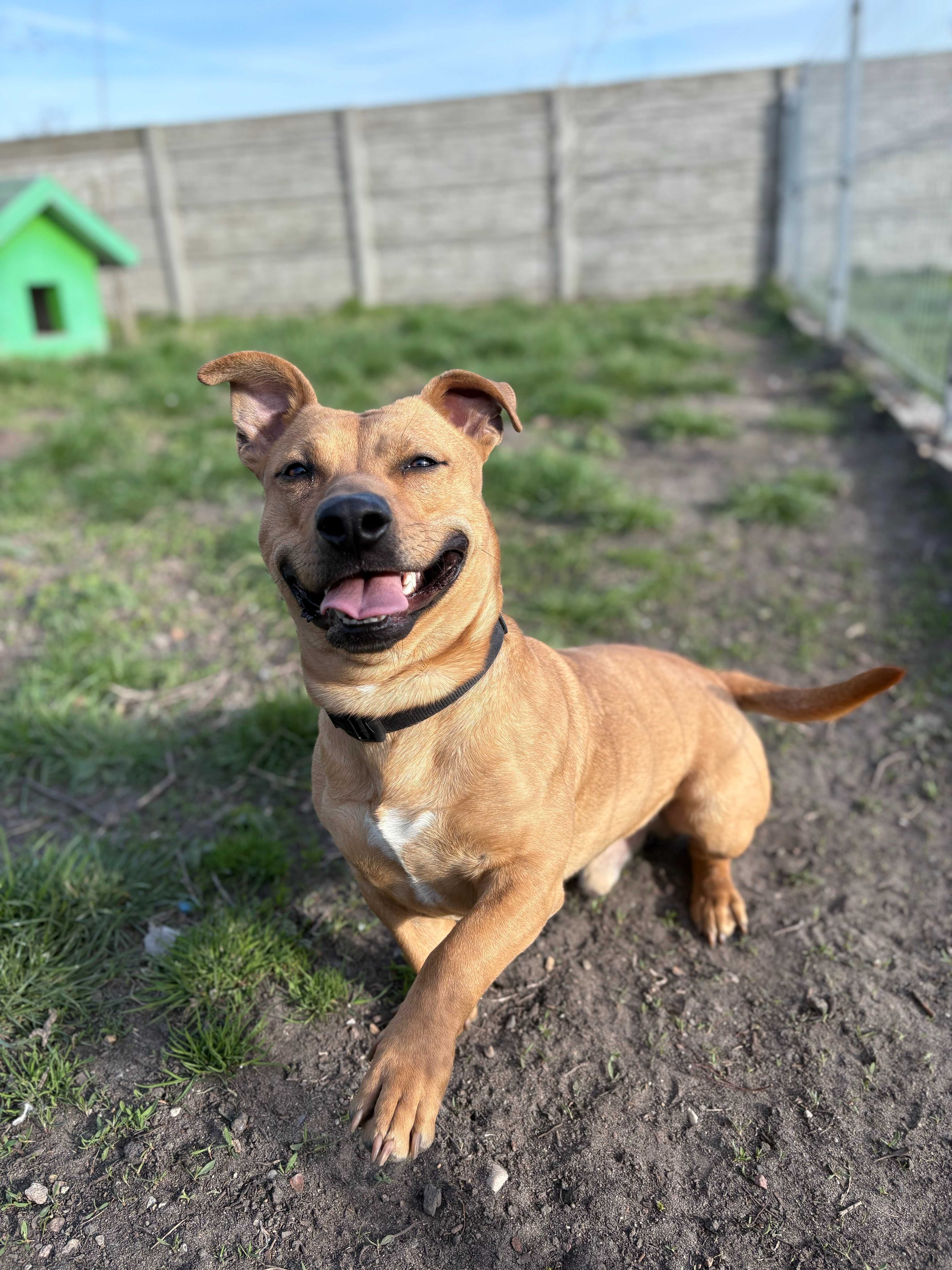 Paker do adopcji pies Kalisz Wroclaw Poznan Lodz
