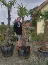 Palma trachycarpus fortunei wysokość 210 cm