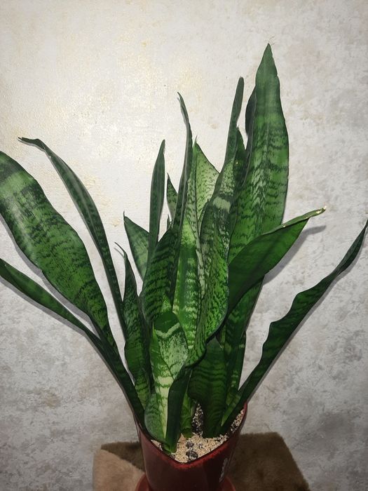 Сансевиерия sansevieria