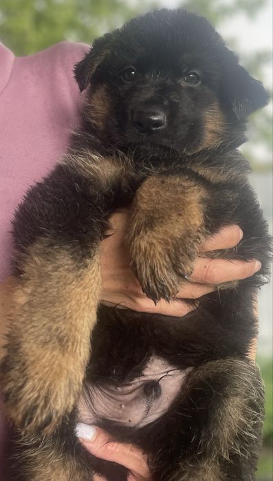 Щенки немецкой овчарки