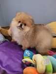 Dziewczinka pomeranian  z rodowodem