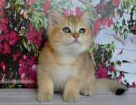 Кошенята золота шиншила