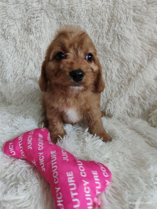 **Cavapoo Piesek **