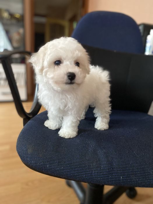 Дівчинка бішона веселуха