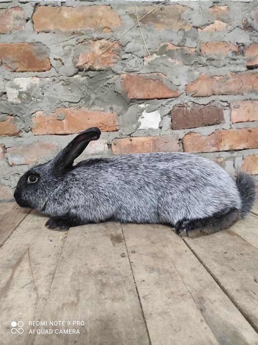 Кролі Кролики полтавське срібло