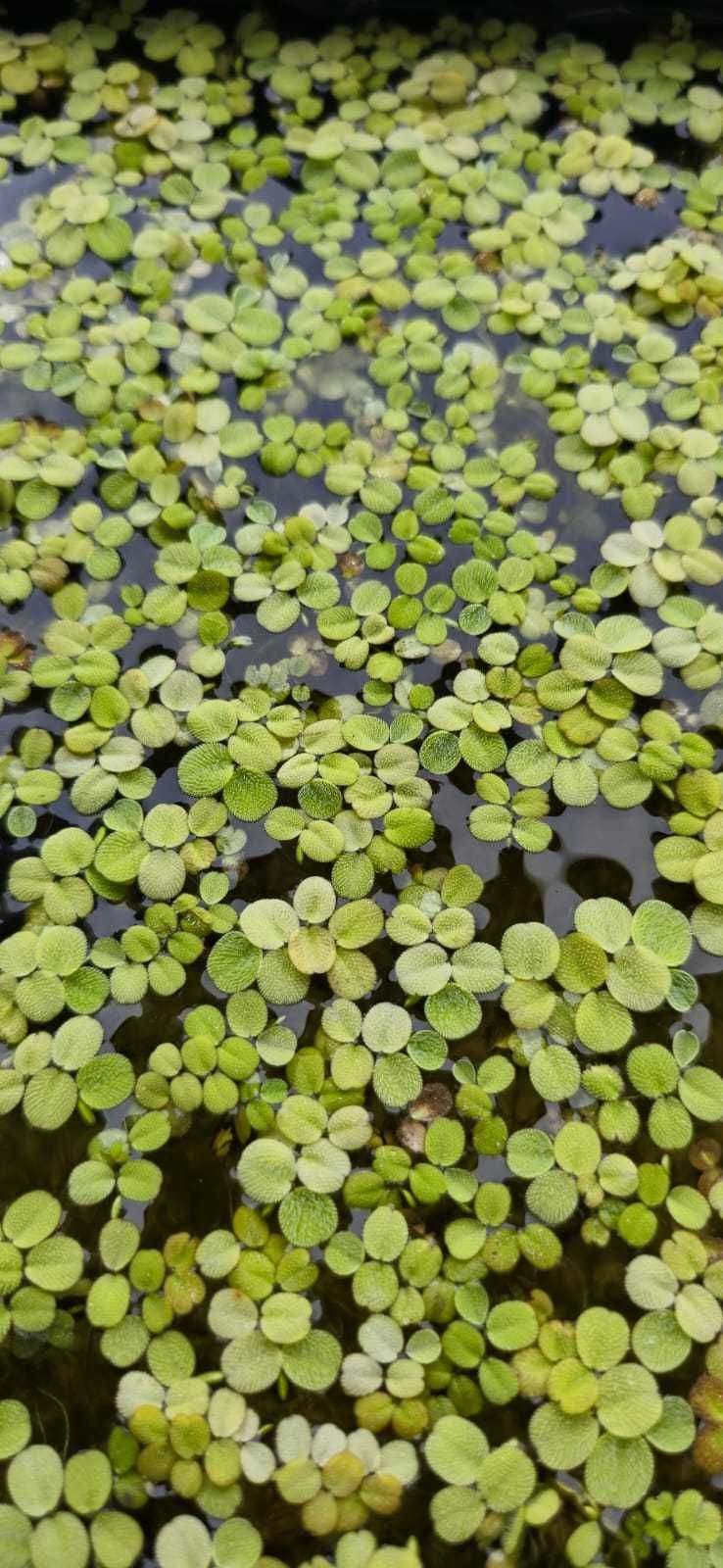 Salvinia Natans - Planta Flutuante para Aquários e Lagos