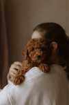 Poodle toy boy red brown