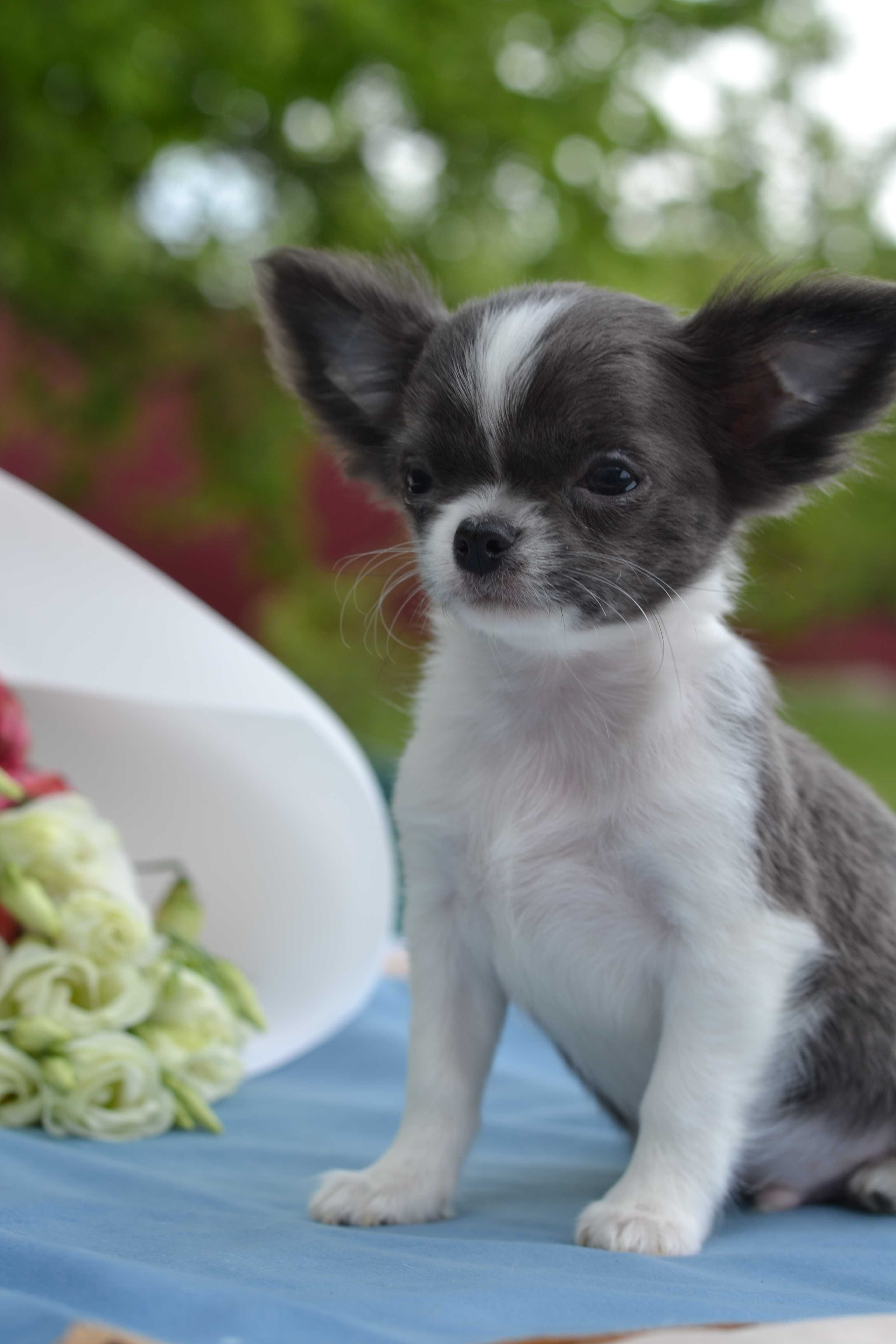 chłopiec chihuahua