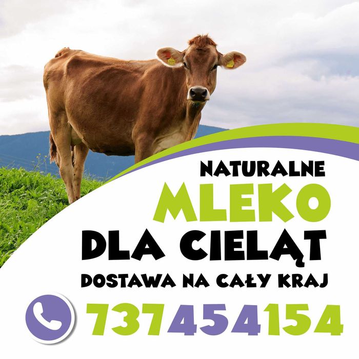 cielaki cielęta simental hf limousine wagyu mleko wieksza wydajność