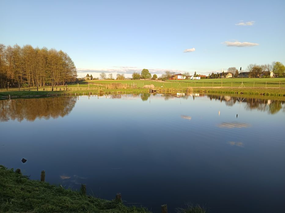 Karp żywy z własnego stawu