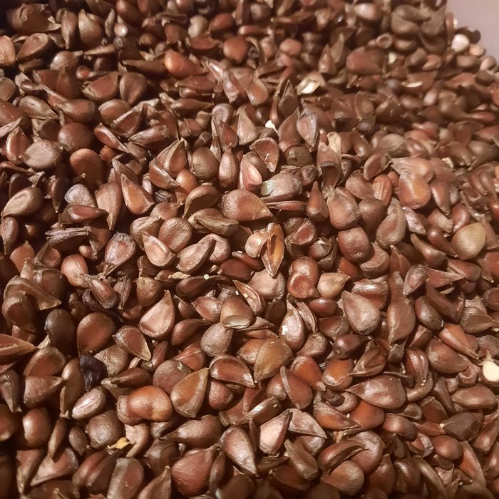 Nasiona pigwowca japońskiego do wysiewu, na nalewkę. Negocjacja ceny.