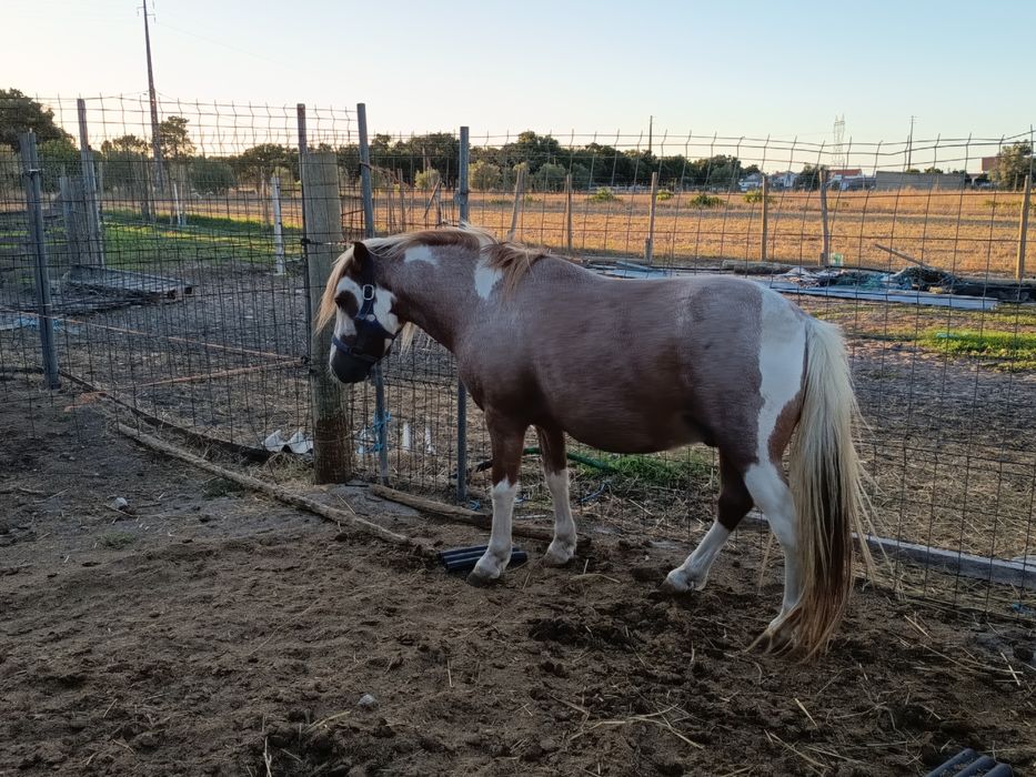 Cavalo pequeno ..