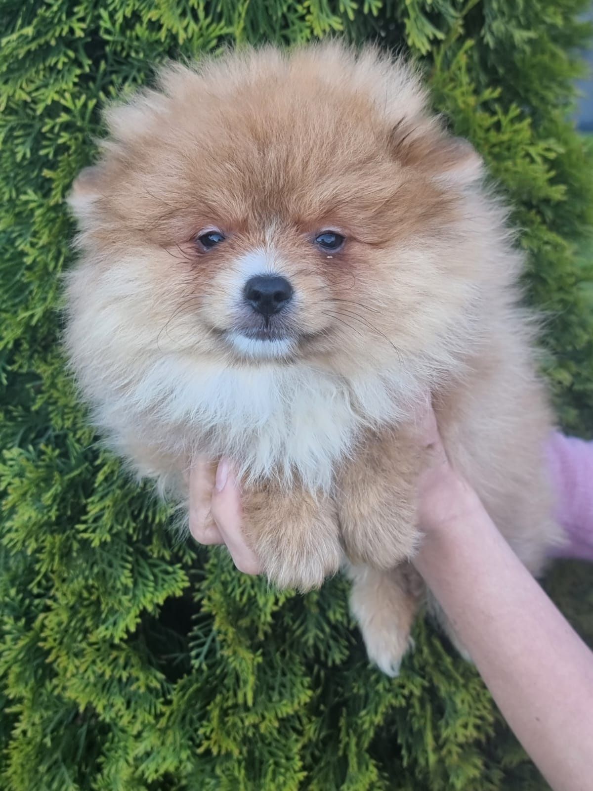 Szpic miniaturowy POMERANIAN suczka piesek szczeniaki szczenię do odbi