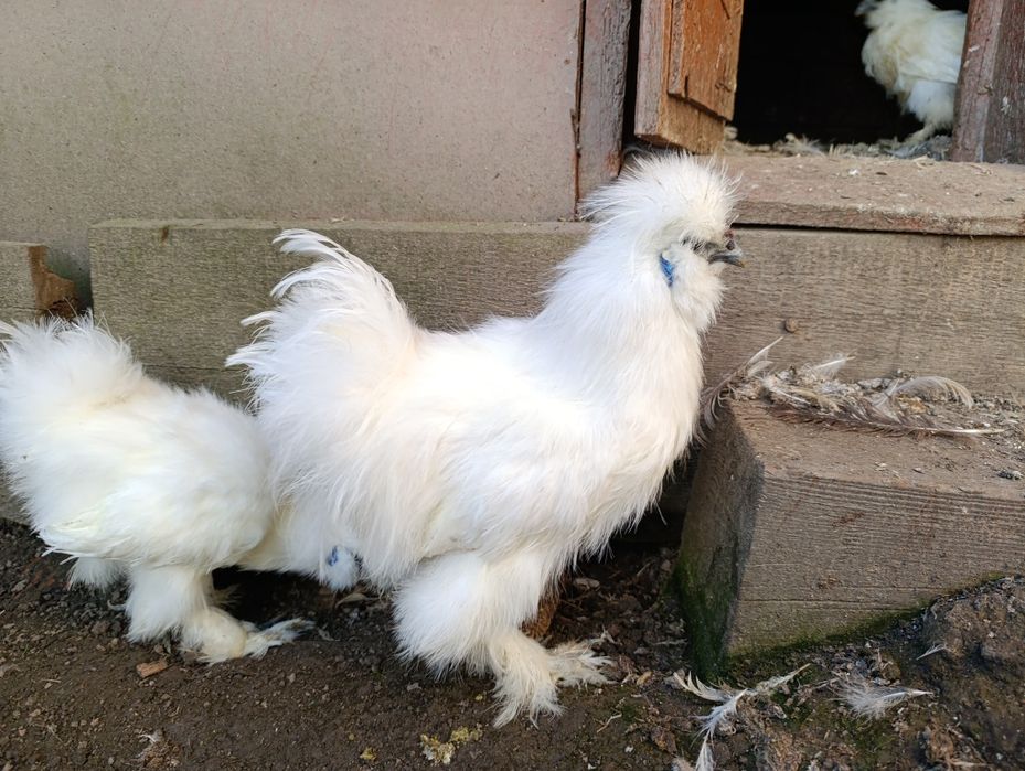 Кури китайські шовкові