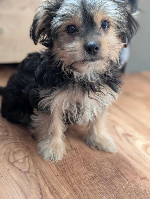 Piesek Barnaba - York Terrier tricolor