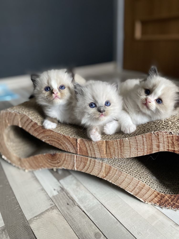 Puchaty kocurek Ragdoll