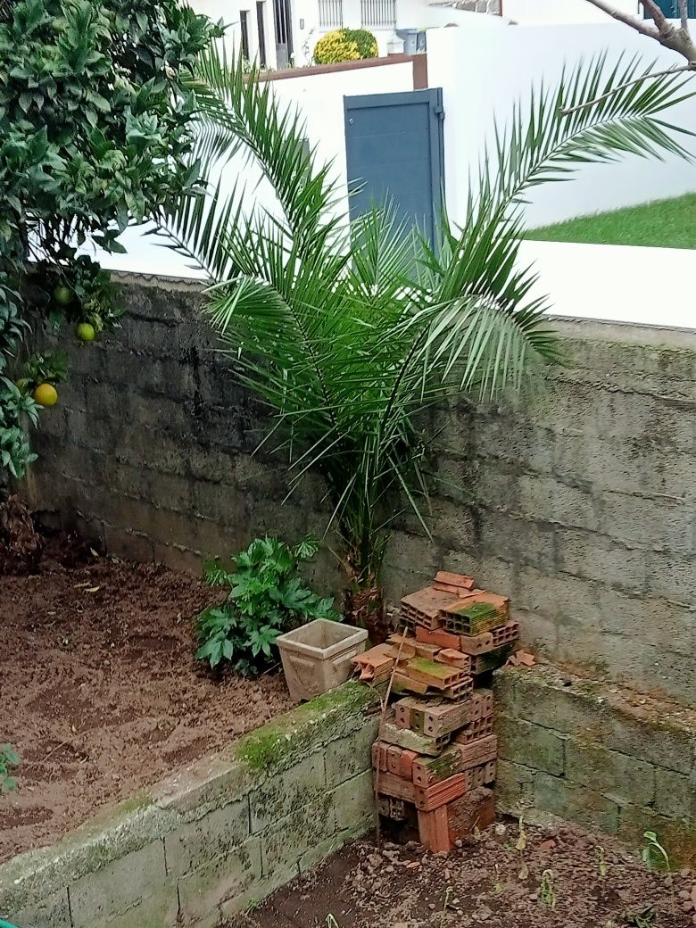 Palmeira com  2.50 metros de altura