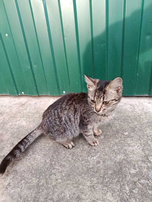 Кошеня в добрие руки.