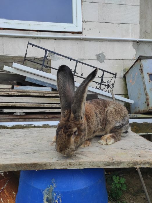 Samczyk Bos z rodowodem