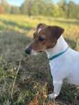 Oddam Jack Russel