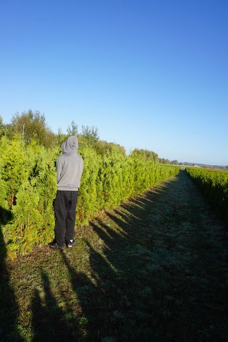 180cm _‼️_ thuja COLUMNA _‼️_ tuja kolumnowa szpalerowa NIE szmaragd