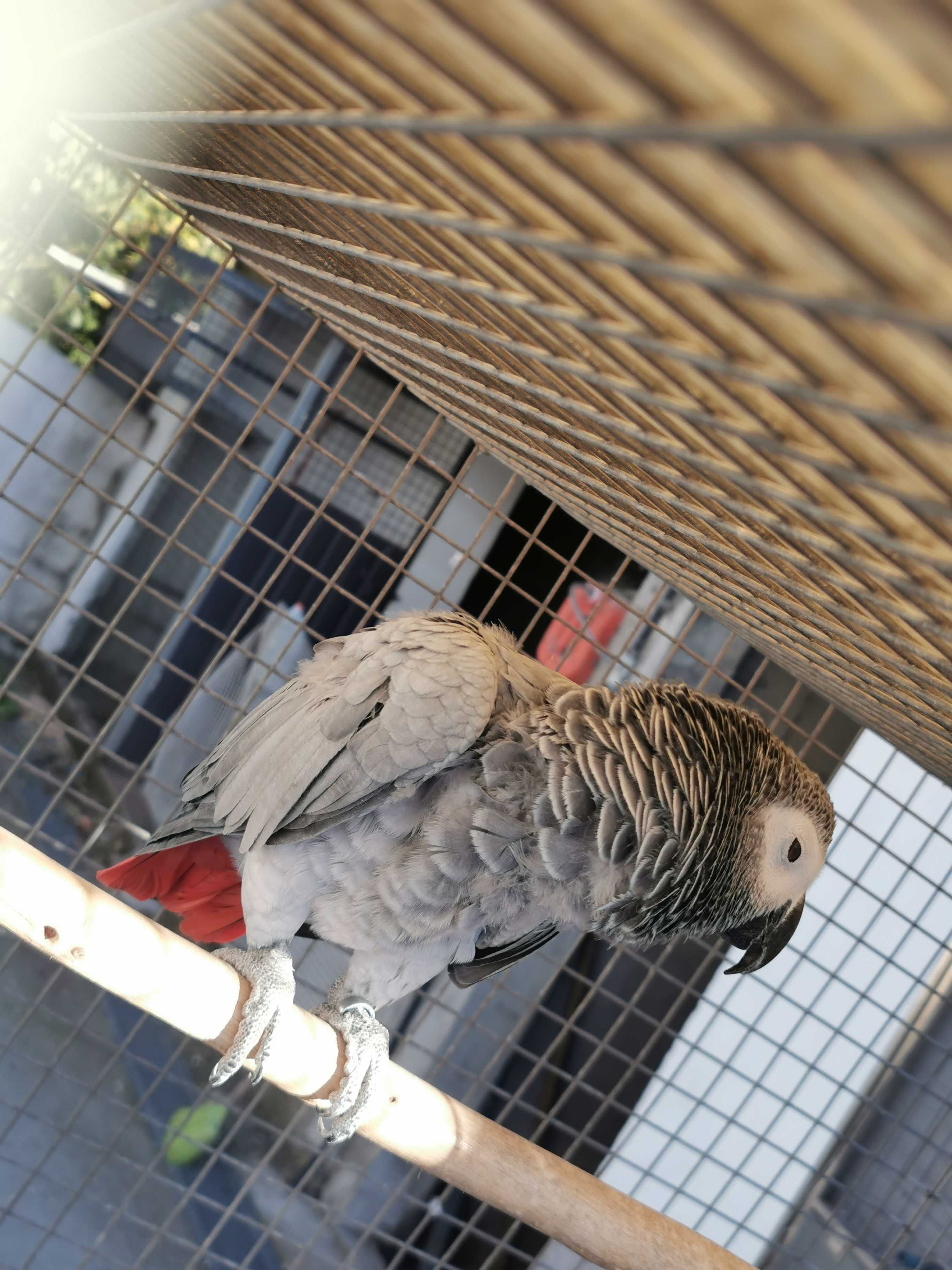 Papagaio Amazona Aestiva e papagaio cinzento
