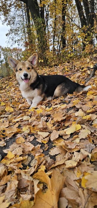 Мальчик вельш корги пемброк КСУ