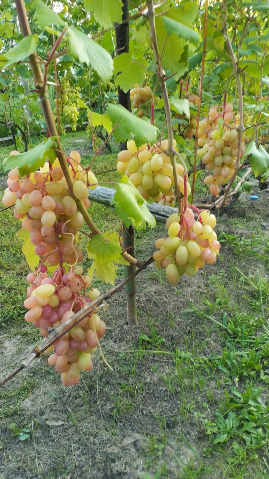Саджанці винограду (розпродаж)
