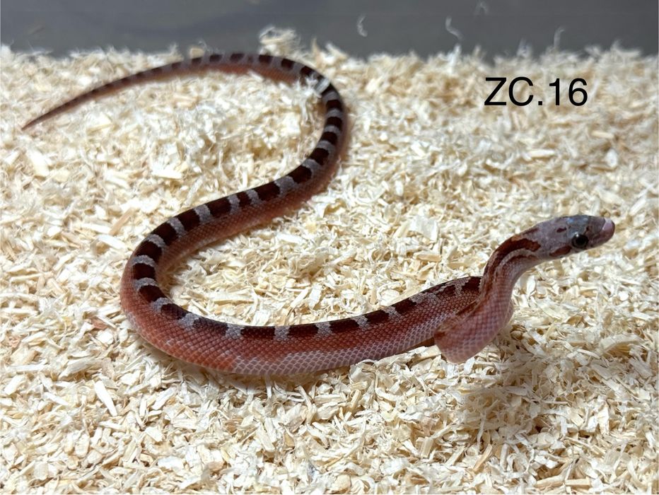 Wąż zbożowy - bloodred piedsided